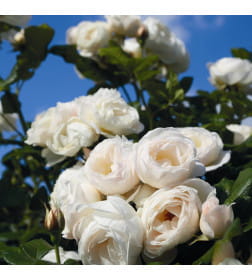 Роза плетистая Uetersener Klosterrose