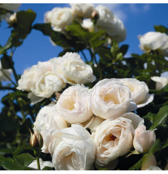 Роза плетистая Uetersener Klosterrose