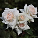 Роза плетистая Schwanensee