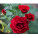 Роза плетистая Dоn Juan