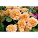 Роза английская Crown Princess Margareta