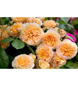 Роза английская Crown Princess Margareta