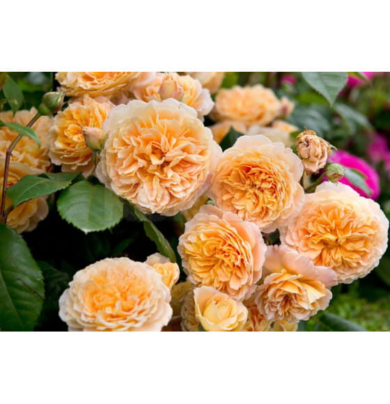 Роза английская Crown Princess Margareta