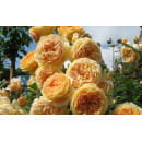 Роза английская Crown Princess Margareta