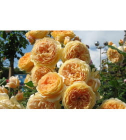 Роза английская Crown Princess Margareta