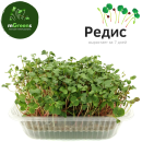 Набор для выращивания микрозелени РУККОЛА + РЕДИС (набор на 2 урожая) 
