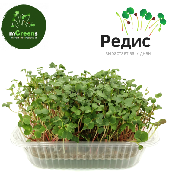 Набор для выращивания микрозелени РУККОЛА + РЕДИС (набор на 2 урожая) 