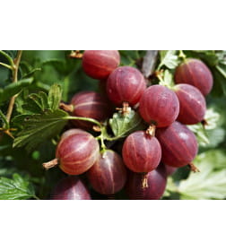 Саженец Крыжовник колючий Краснославянский, двухлетний, закрытый тип