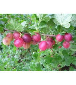 Саженец Крыжовник колючий Краснославянский, двухлетний, закрытый тип