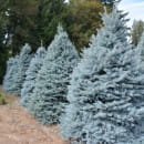 Ель Глаука Рождественская (Picea pungens Glauca) C3 0,40/0,50м (900-0567) 