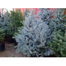 Ель Глаука Рождественская (Picea pungens Glauca) C3 0,40/0,50м (900-0567) 