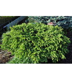 Ель обыкновенная Нидиформис (Nidiformis) Р9 0,15/0,20м, Уценка