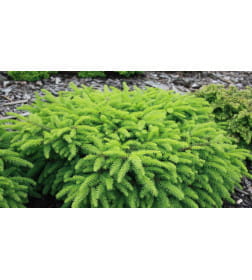 Ель обыкновенная Нидиформис (Nidiformis) Р9 0,15/0,20м, Уценка