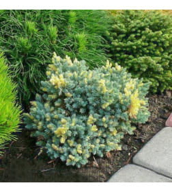 Можжевельник чешуйчатый Голден Флейм (Juniperus squamata Golden Flame) C2 0,25/0,30м
