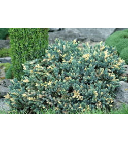 Можжевельник чешуйчатый Голден Флейм (Juniperus squamata Golden Flame) C2 0,25/0,30м