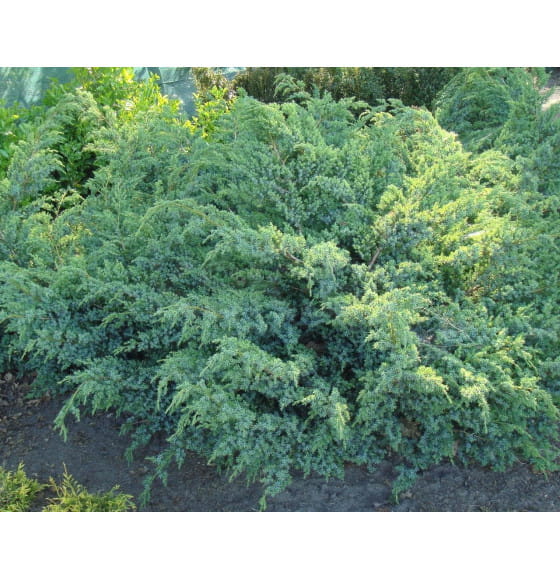 Можжевельник чешуйчатый Блю Свид (Juniperus squamata Blue Swede) P9 0,15/0,2м (900-1136) 