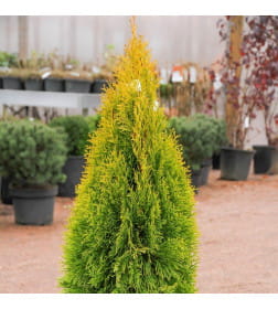 Туя западная Голден Смарагд (Thuja Golden Smaragd) P9 0,20/0,30м