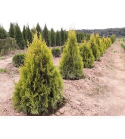 Туя западная Голден Смарагд (Thuja Golden Smaragd) P9 0,20/0,30м