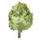 Веник банный канадский дуб