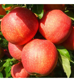 Саженец Яблоня Гала, трехлетний, закрытый тип