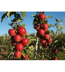 Саженец Яблоня Гала, трехлетний, закрытый тип