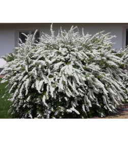 Спирея острозазубренная Аргута (Spiraea arguta) C3 50/60см