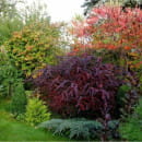 Барбарис оттавский Аурикома (Auricoma)  C3 50/70см (Огородик-центр ООО) 