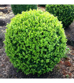 Самшит вечнозеленый (Buxus sempervírens) C3 0,3/0,4м