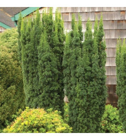 Тис срединий Хилли (Taxus media Hillii) C2 0,20/0,30м