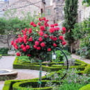 Роза штамбовая (в ассортименте)