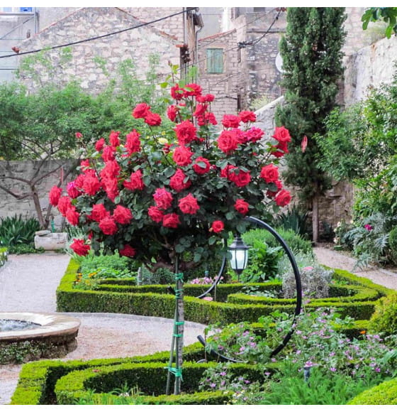 Роза штамбовая (в ассортименте)