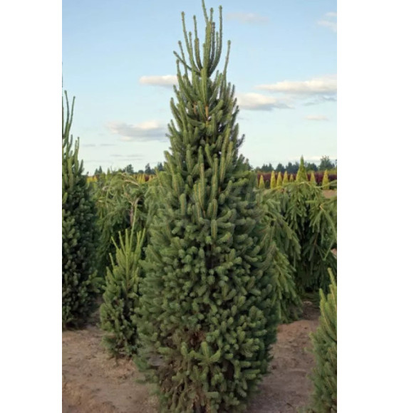 Ель обыкновенная Купрессина (Picea Abies Cupressina), Уценка Р9 0,2м (900-1135) 