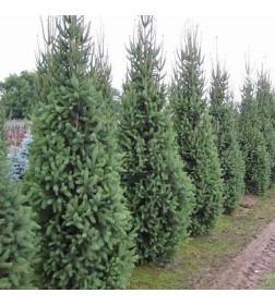 Ель обыкновенная Купрессина (Picea Abies Cupressina), Уценка Р9 0,2м