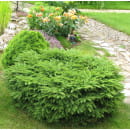 Ель обыкновенная Нидиформис (Nidiformis) Р9 0,15/0,20м, Уценка (900-1124) 