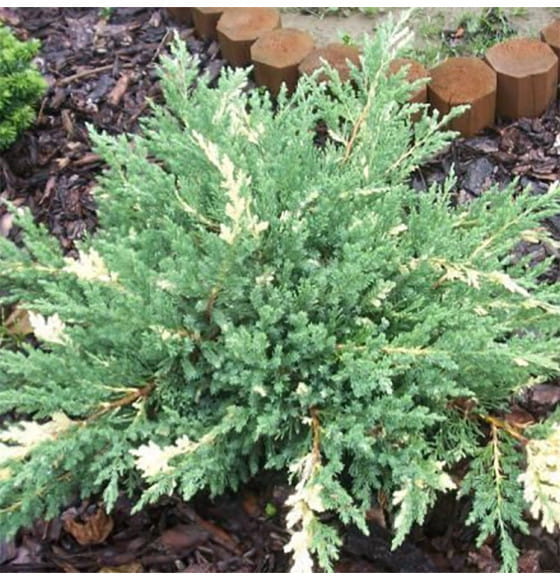 Можжевельник китайский Экспанса Вариегата (Expansa Variegata) С3 0,3/0,5м