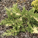 Можжевельник китайский Экспанса Вариегата (Expansa Variegata) С3 0,3/0,5м