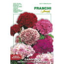 Гвоздика турецкая