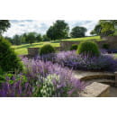 Шалфей Блаукенигин дубравный ( Blaukоnigin) C3 (ИП Иванович) 