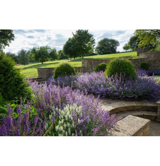 Шалфей Блаукенигин дубравный ( Blaukоnigin) C3 (ИП Иванович) 