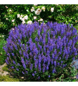 Шалфей Блаухугель дубравный ( Blauhugel) C3
