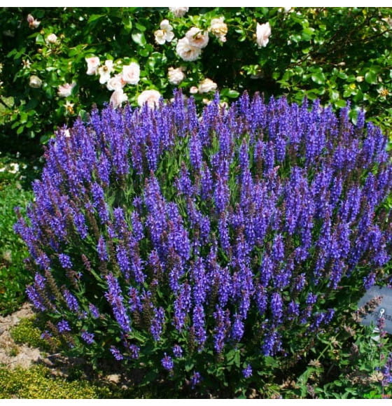 Шалфей Блаухугель дубравный ( Blauhugel) C3 (ИП Иванович) 