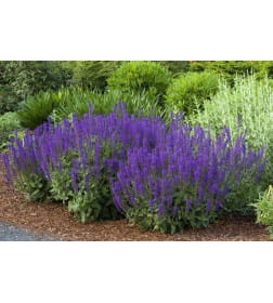 Шалфей Блаухугель дубравный ( Blauhugel) C3