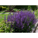 Шалфей Майнах дубравный (Mainacht) C3 (ИП Иванович) 