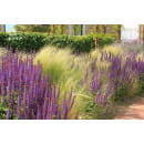 Шалфей Майнах дубравный (Mainacht) C3 (ИП Иванович) 