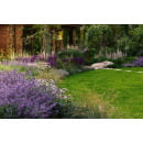 Шалфей Майнах дубравный (Mainacht) C3 (ИП Иванович) 