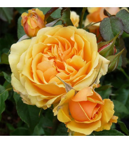 Роза флорибунда Amber Queen