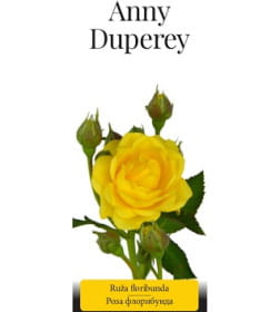 Роза флорибунда Anny Duperey