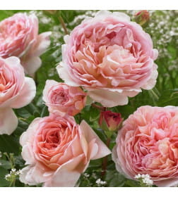 Роза английская Abraham Darby