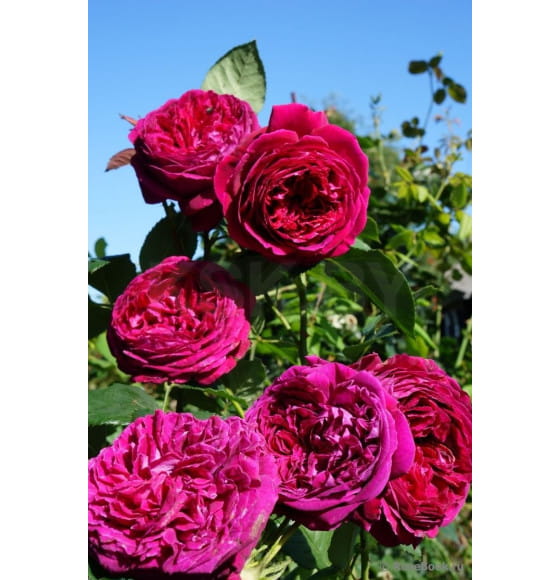 Роза английская Falstaff