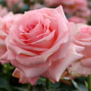 Роза чайно-гибридная Elle